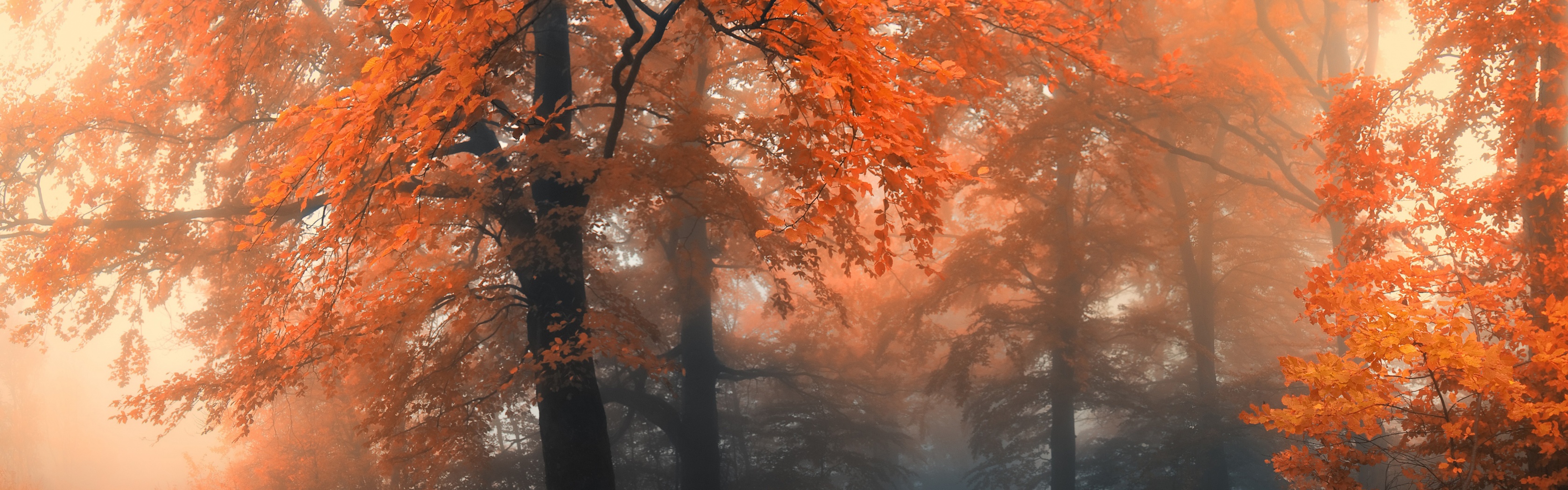 Autumn Colors And Fog