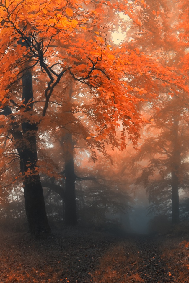 Autumn Colors And Fog