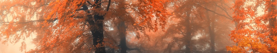 Autumn Colors And Fog