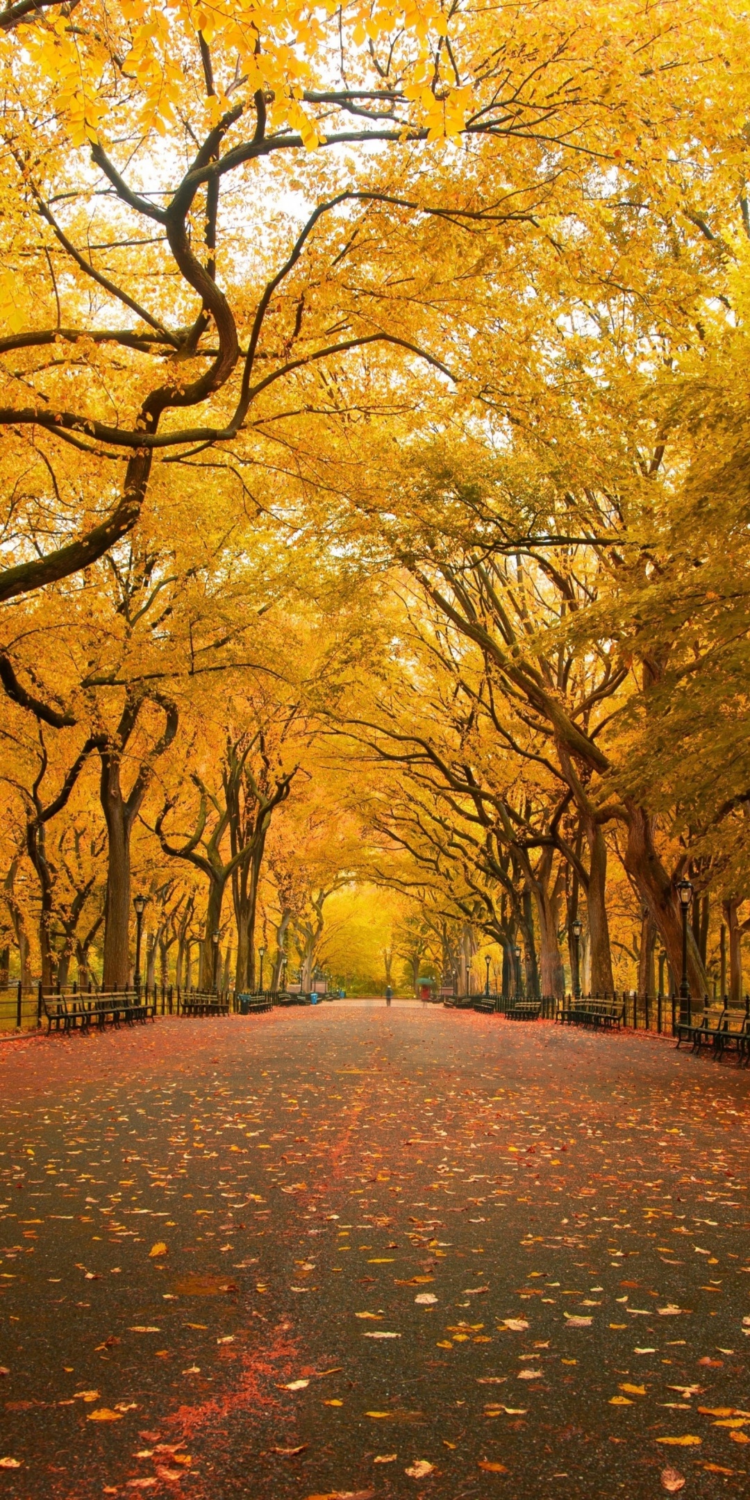 Autumn Colors In Central Park