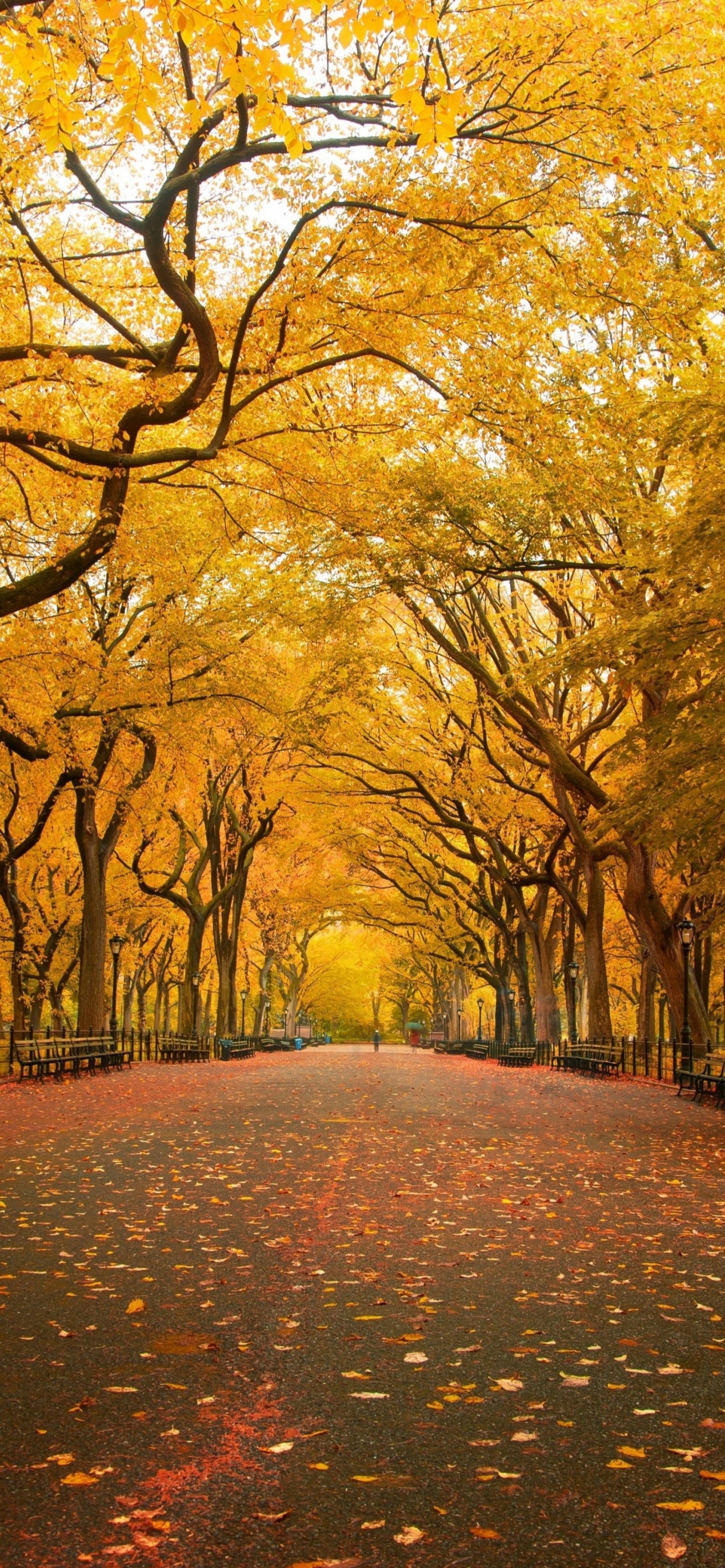 Autumn Colors In Central Park