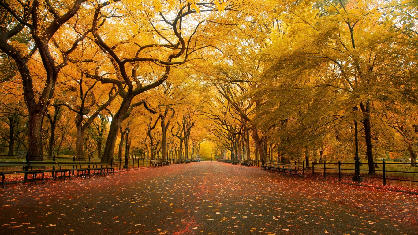 Autumn Colors In Central Park