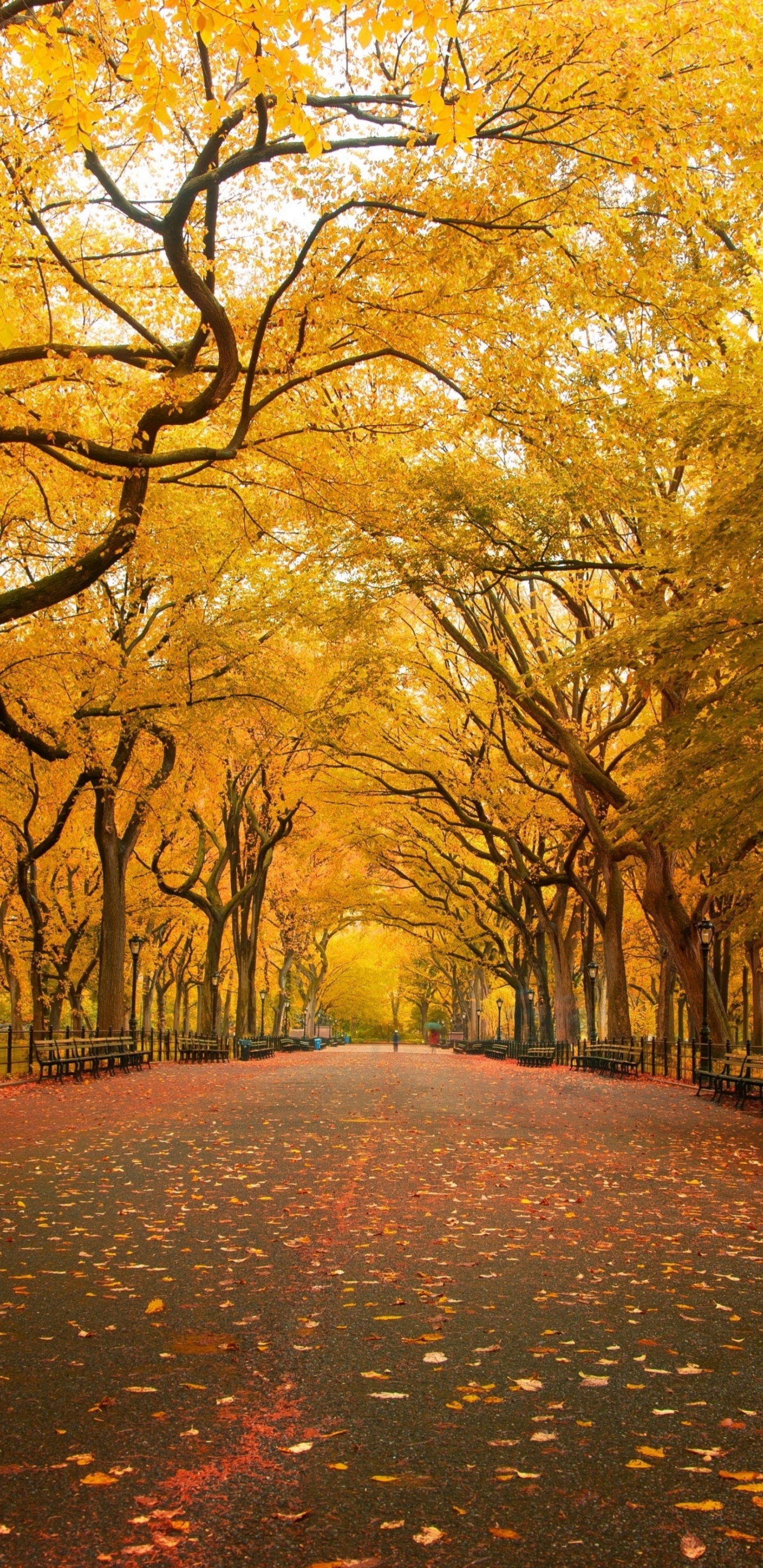 Autumn Colors In Central Park