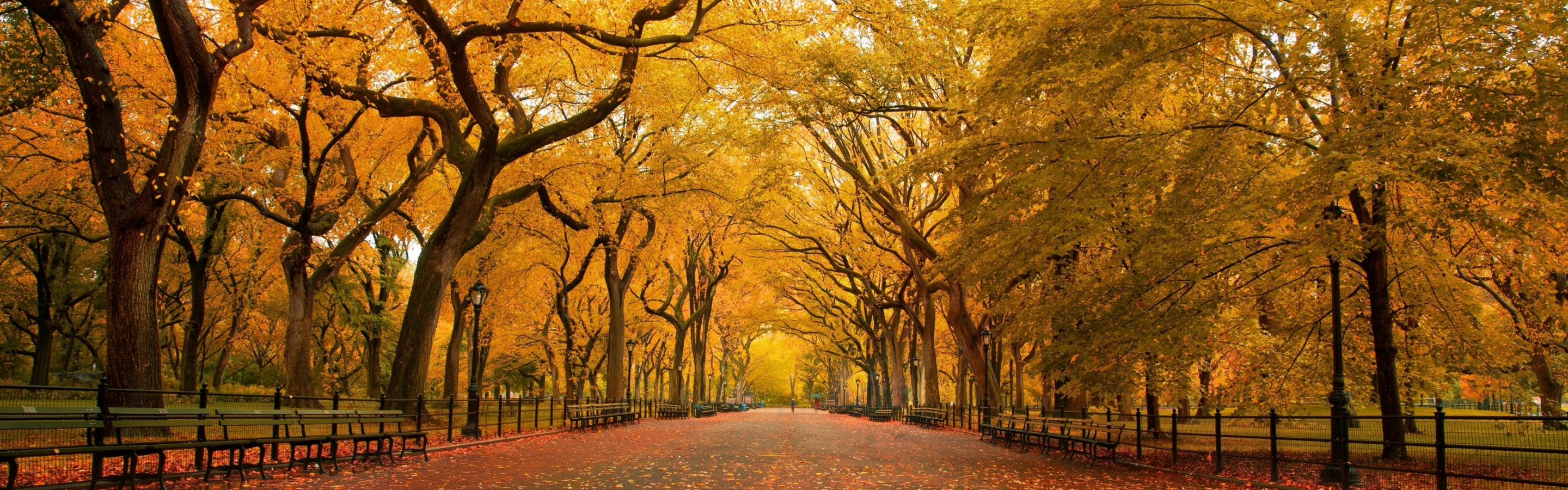 Autumn Colors In Central Park