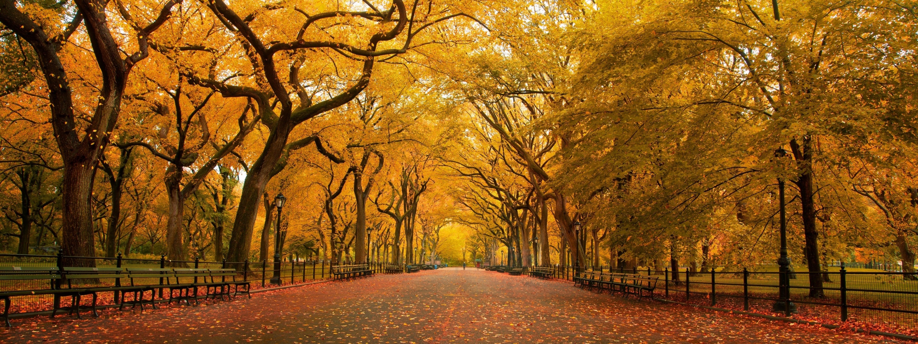 Autumn Colors In Central Park