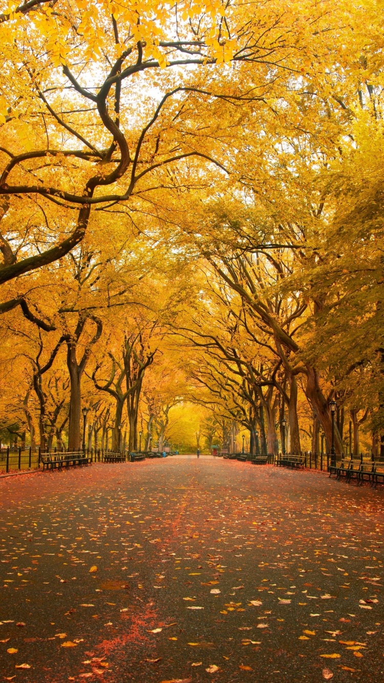 Autumn Colors In Central Park