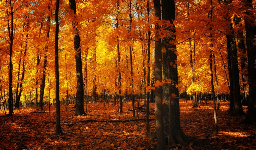 Autumn Colors In The Forest