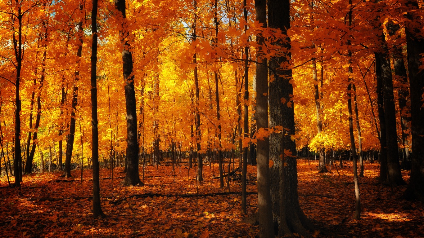 Autumn Colors In The Forest