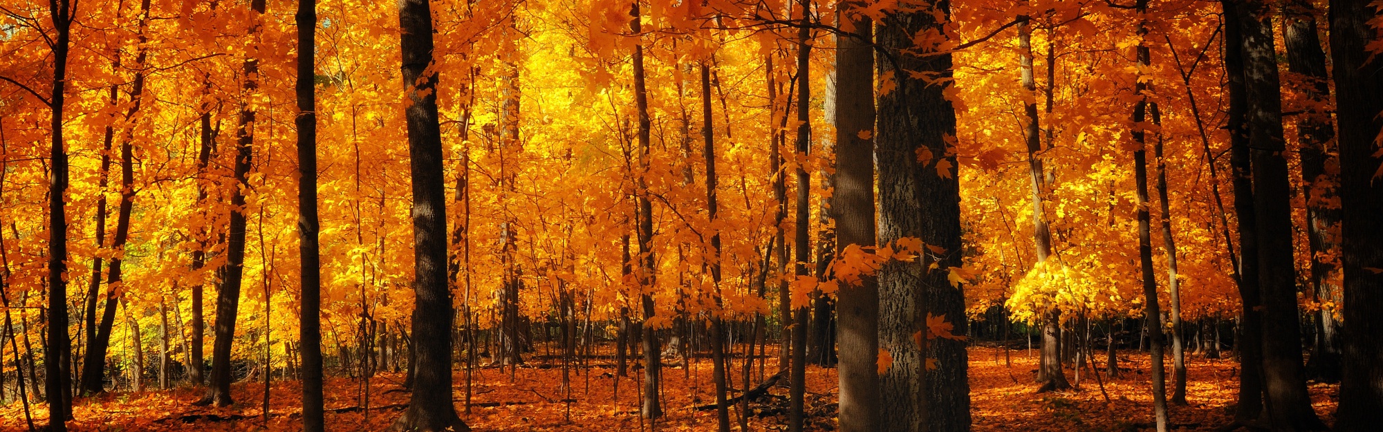 Autumn Colors In The Forest