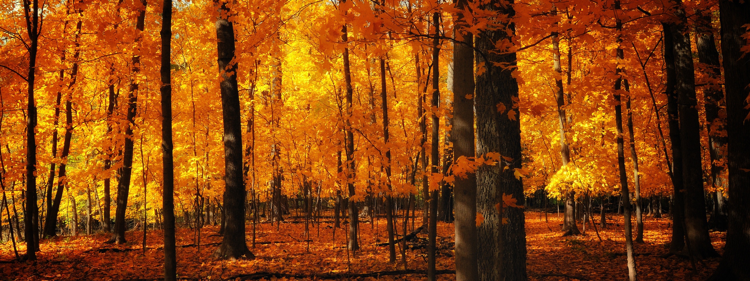 Autumn Colors In The Forest