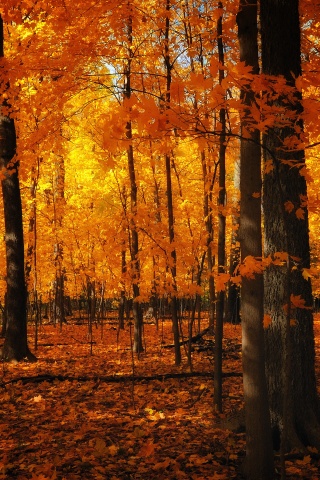 Autumn Colors In The Forest