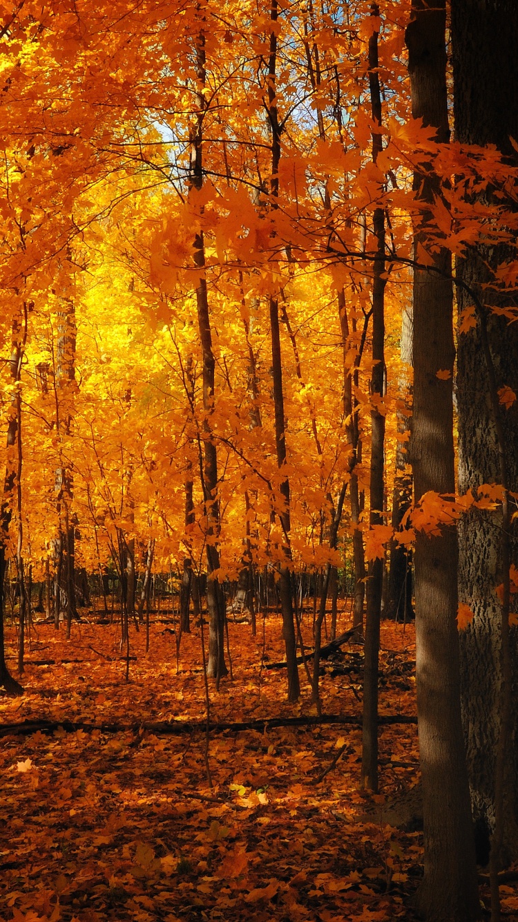 Autumn Colors In The Forest