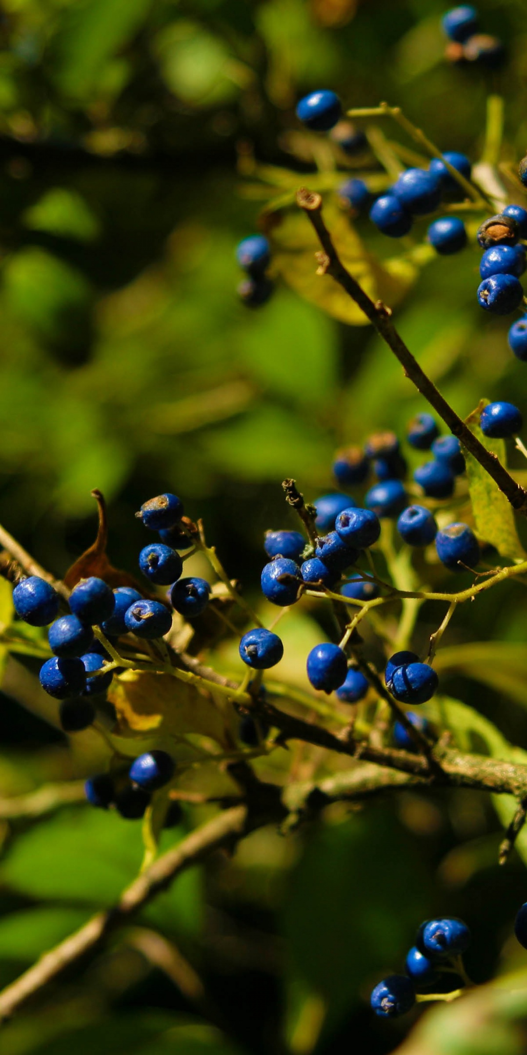 Autumn Colours Berries