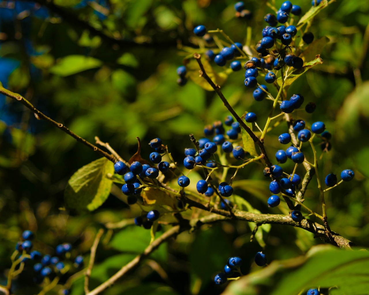 Autumn Colours Berries