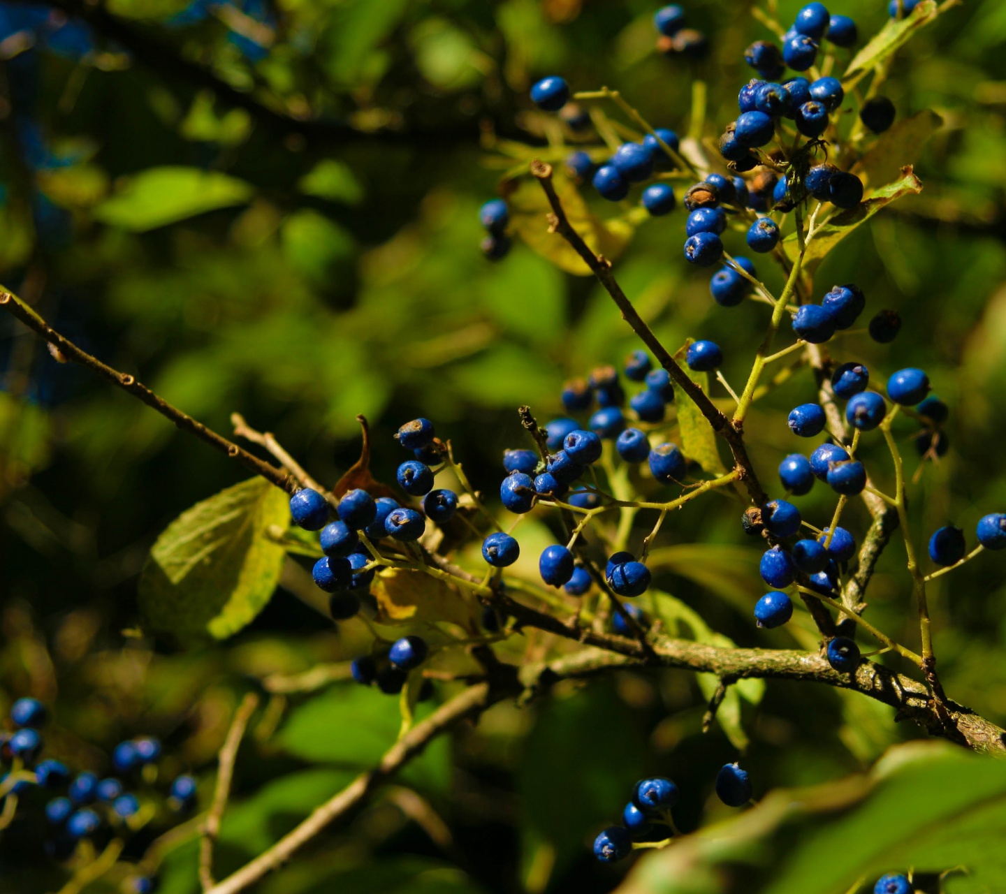 Autumn Colours Berries