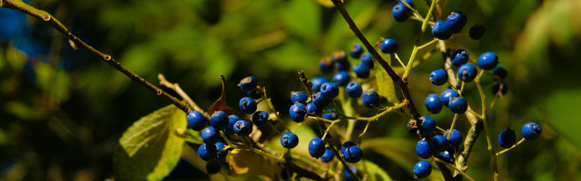 Autumn Colours Berries