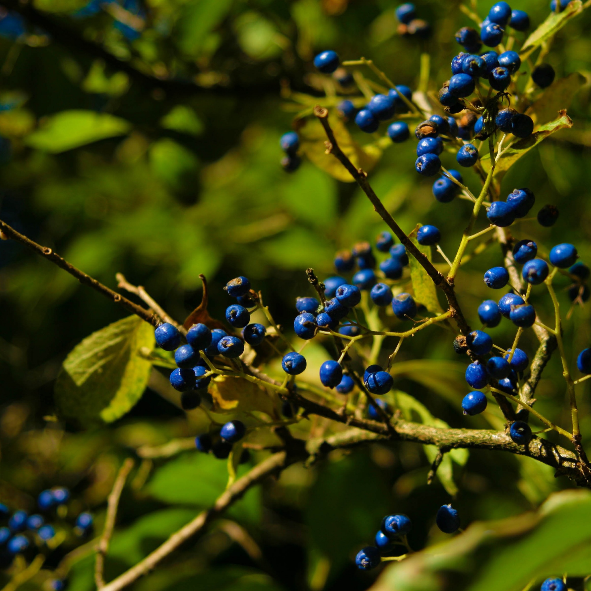 Autumn Colours Berries