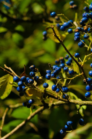 Autumn Colours Berries