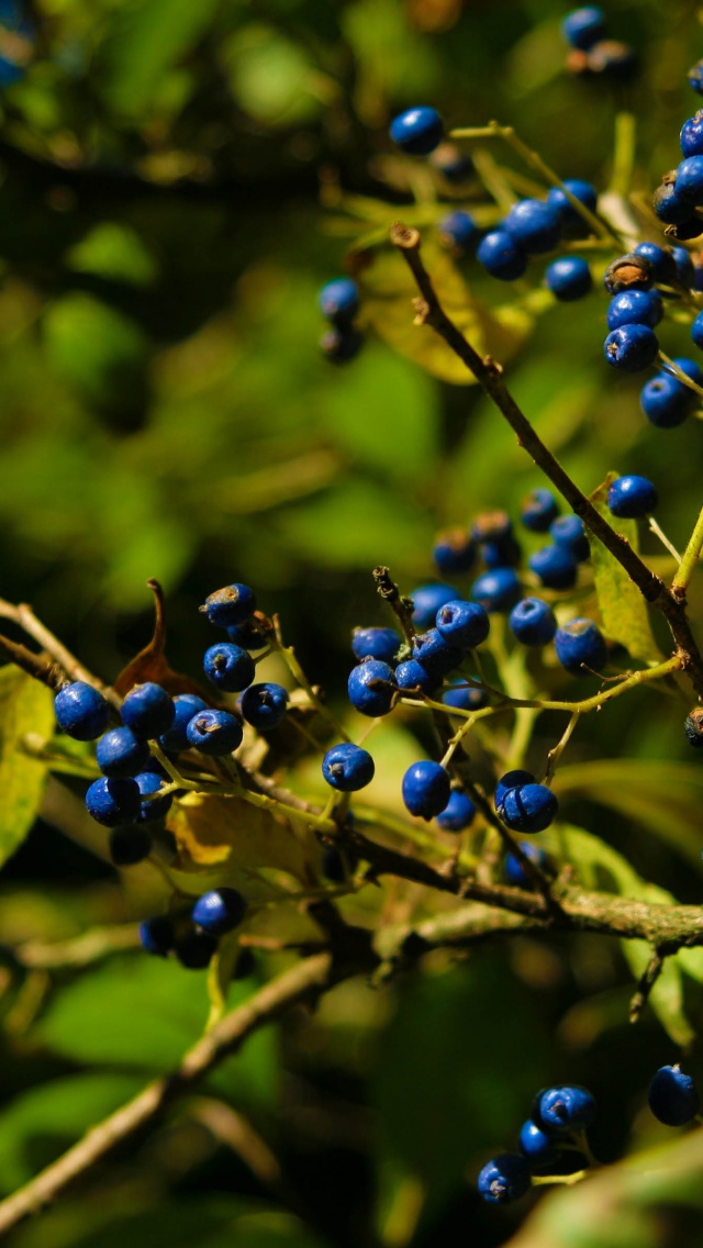 Autumn Colours Berries