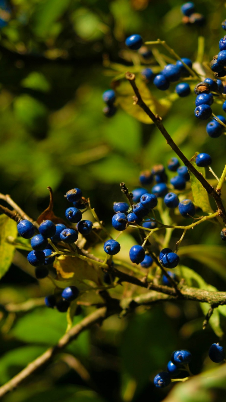 Autumn Colours Berries