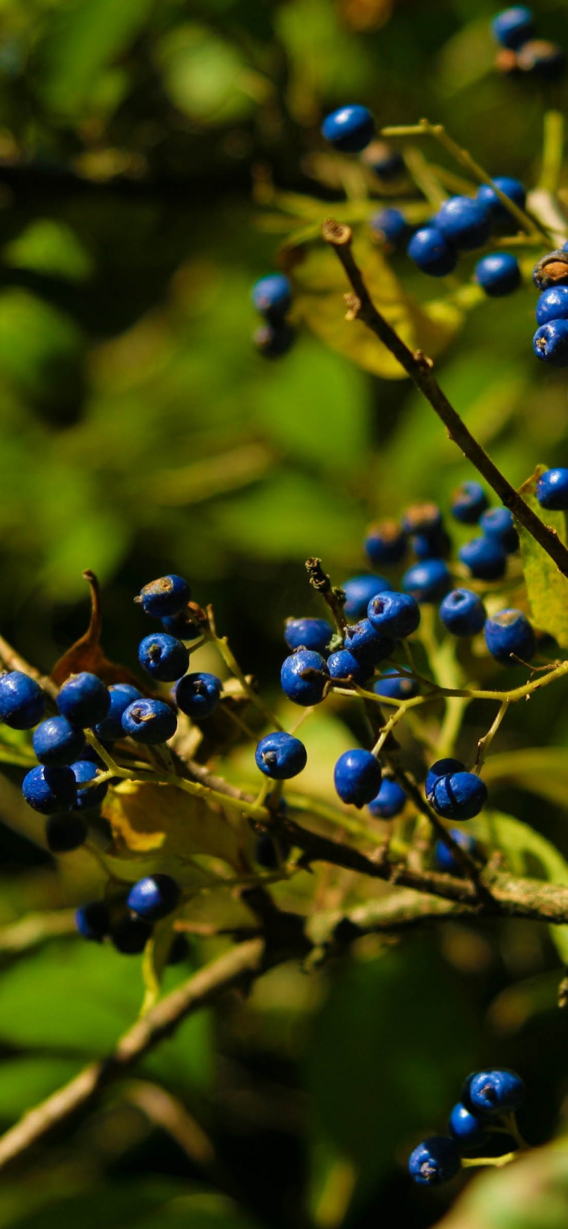 Autumn Colours Berries