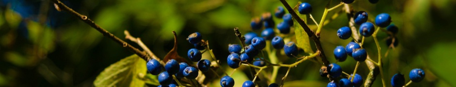 Autumn Colours Berries