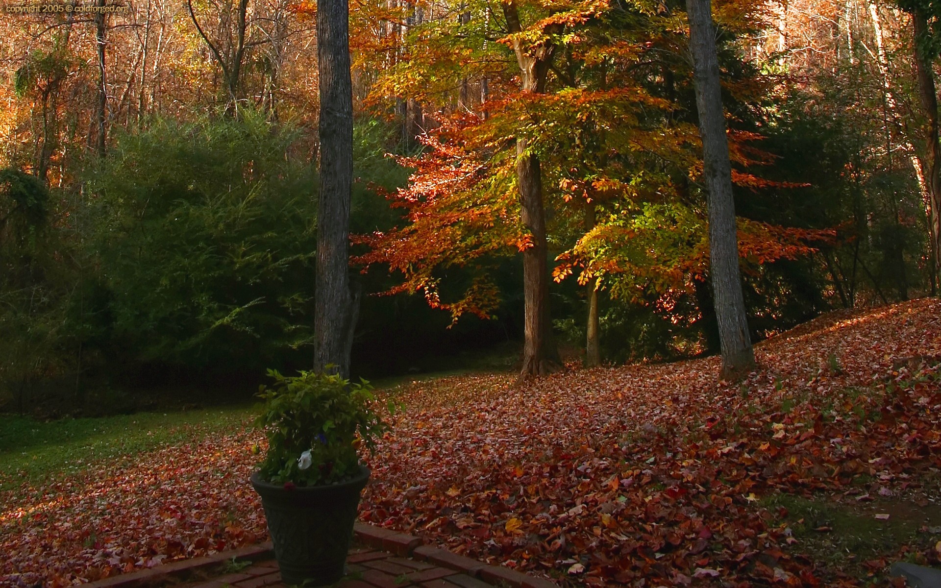 Autumn Deciduous Tree Nature