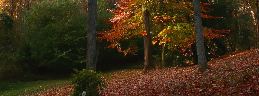 Autumn Deciduous Tree Nature