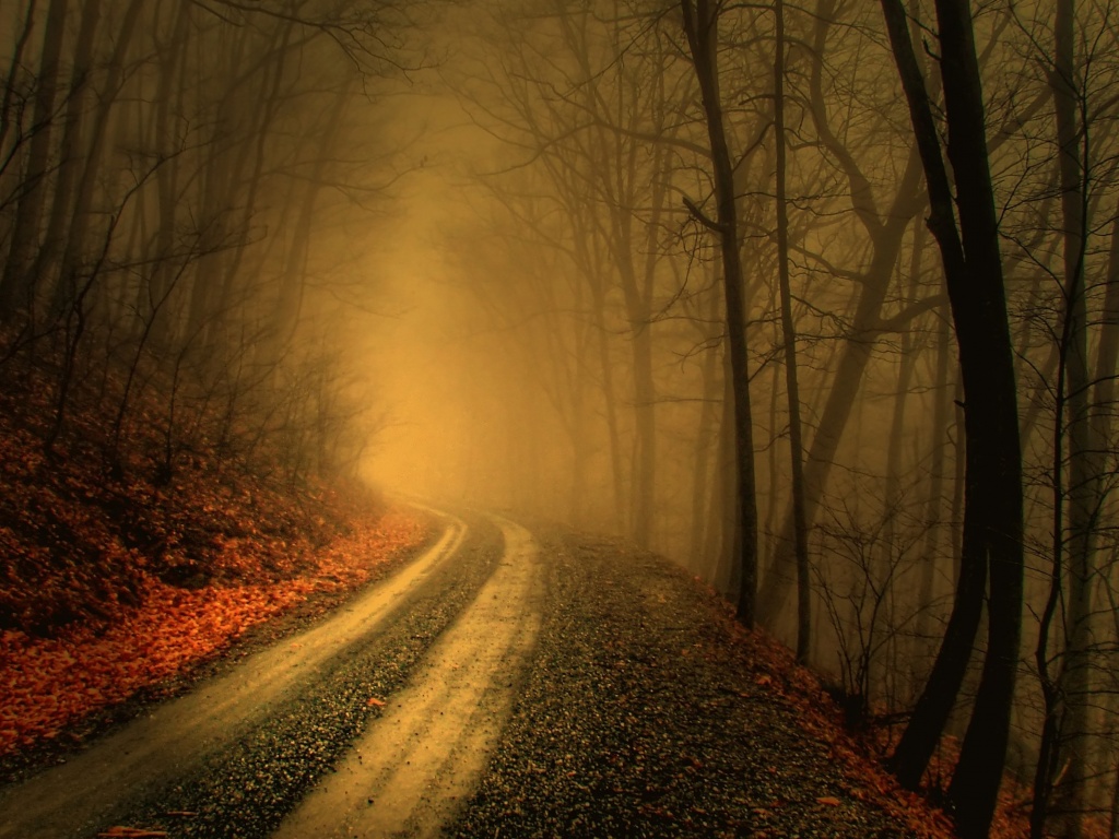 Autumn Fog In Forests