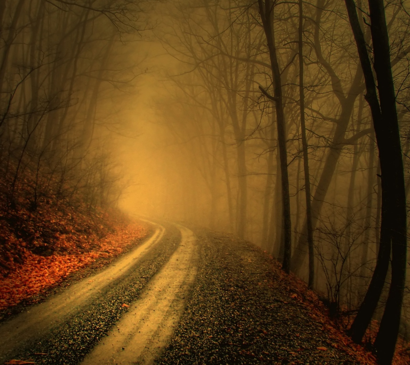 Autumn Fog In Forests