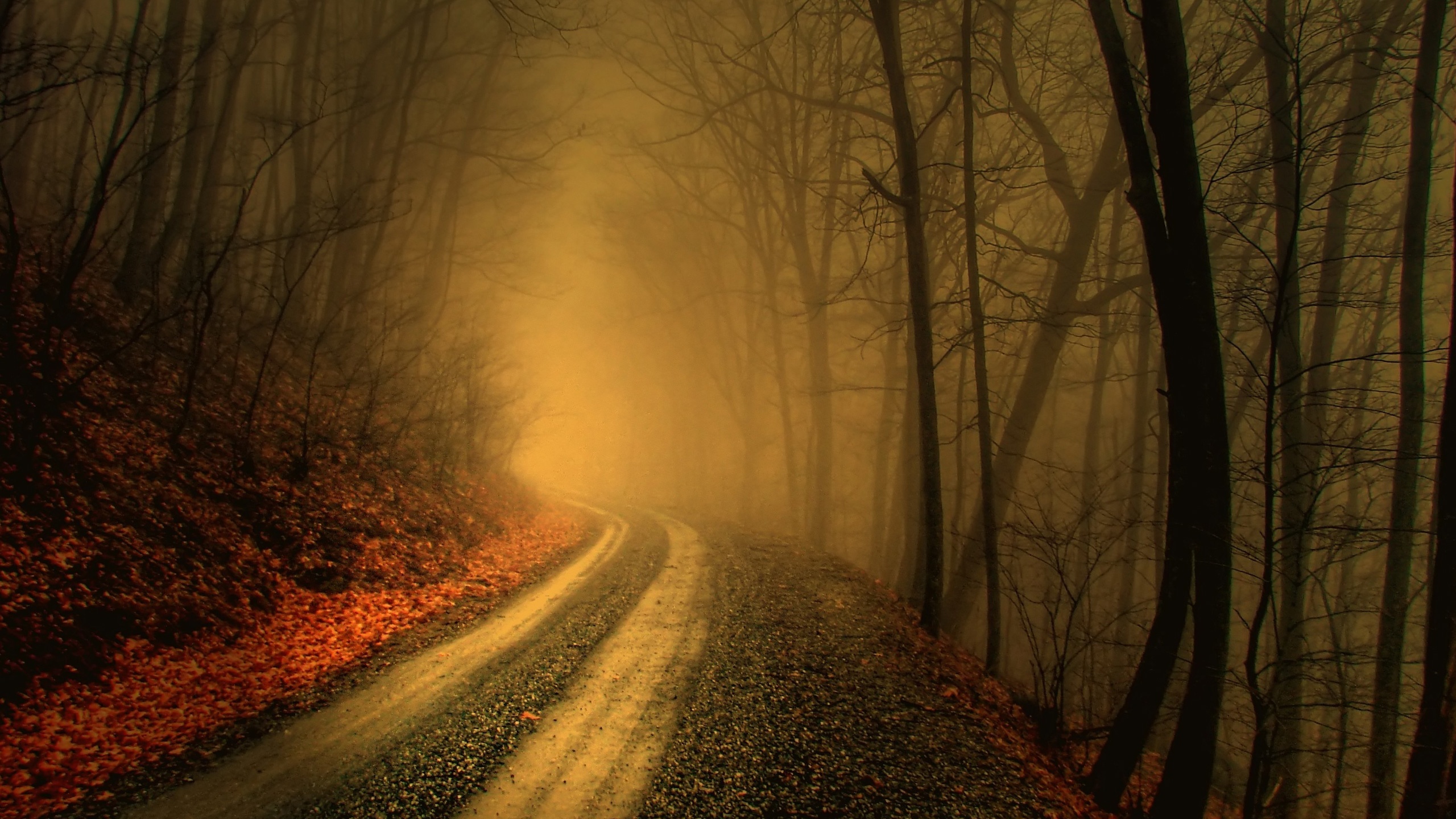 Autumn Fog In Forests