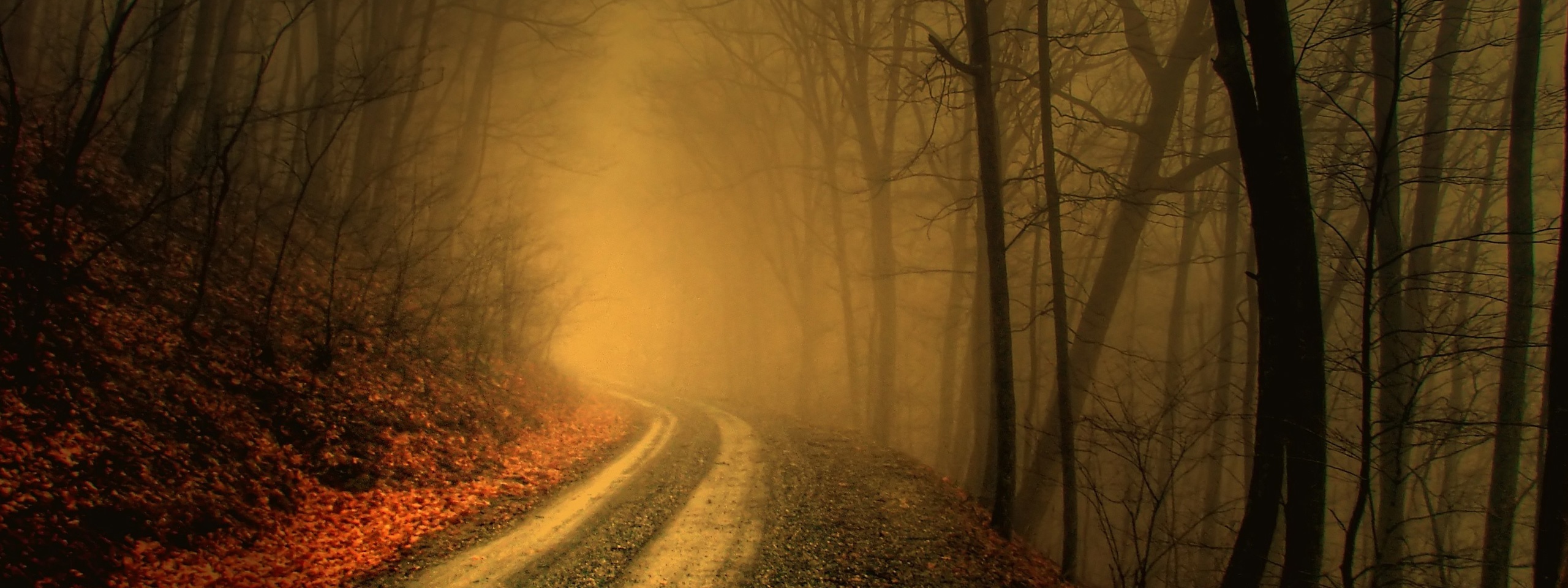 Autumn Fog In Forests