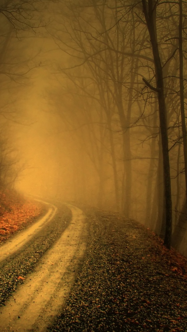 Autumn Fog In Forests