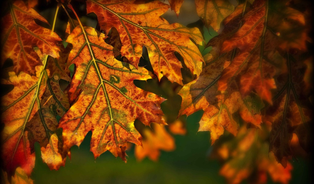 Autumn Leaves Illuminated By The Sun