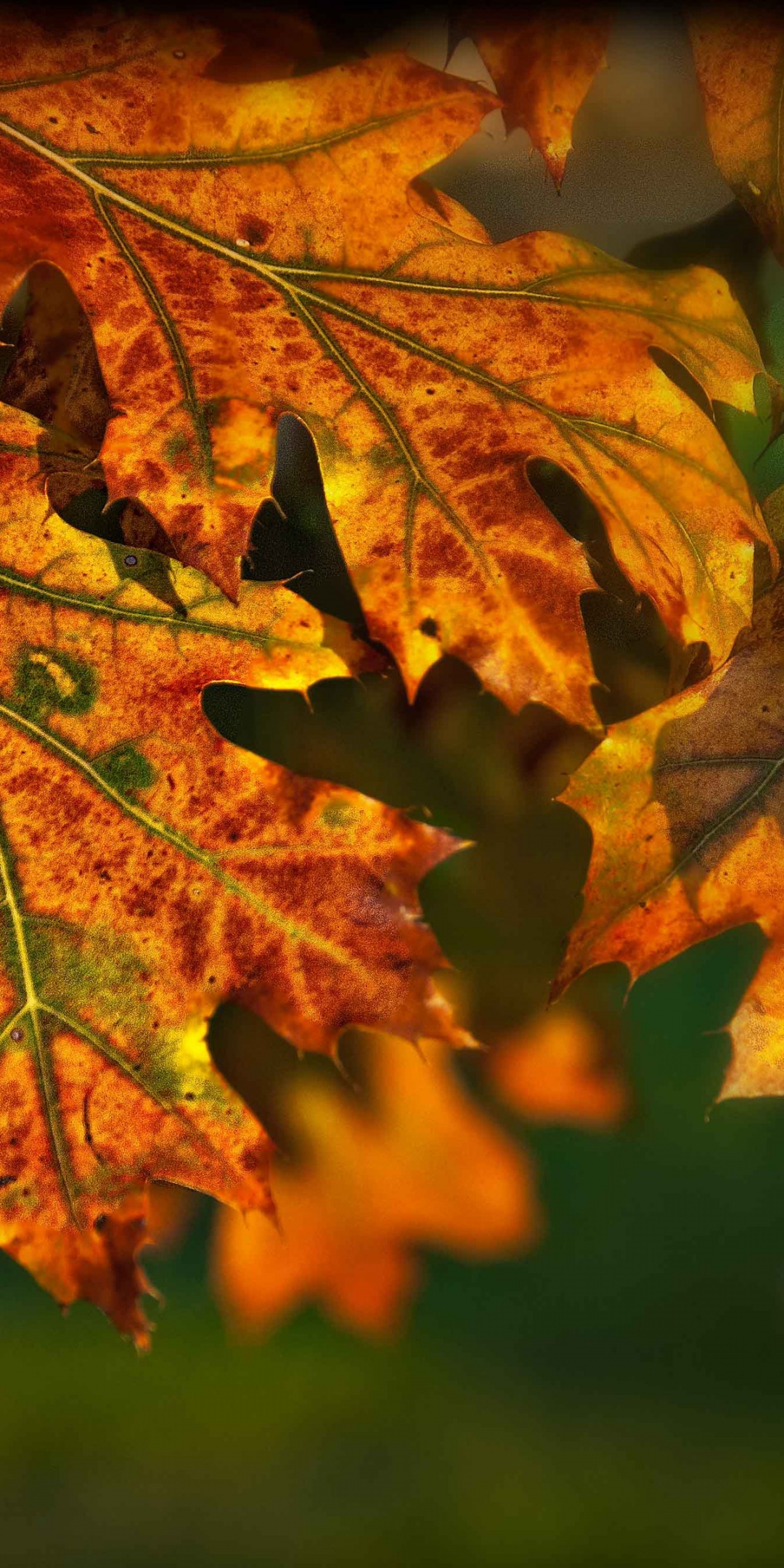 Autumn Leaves Illuminated By The Sun