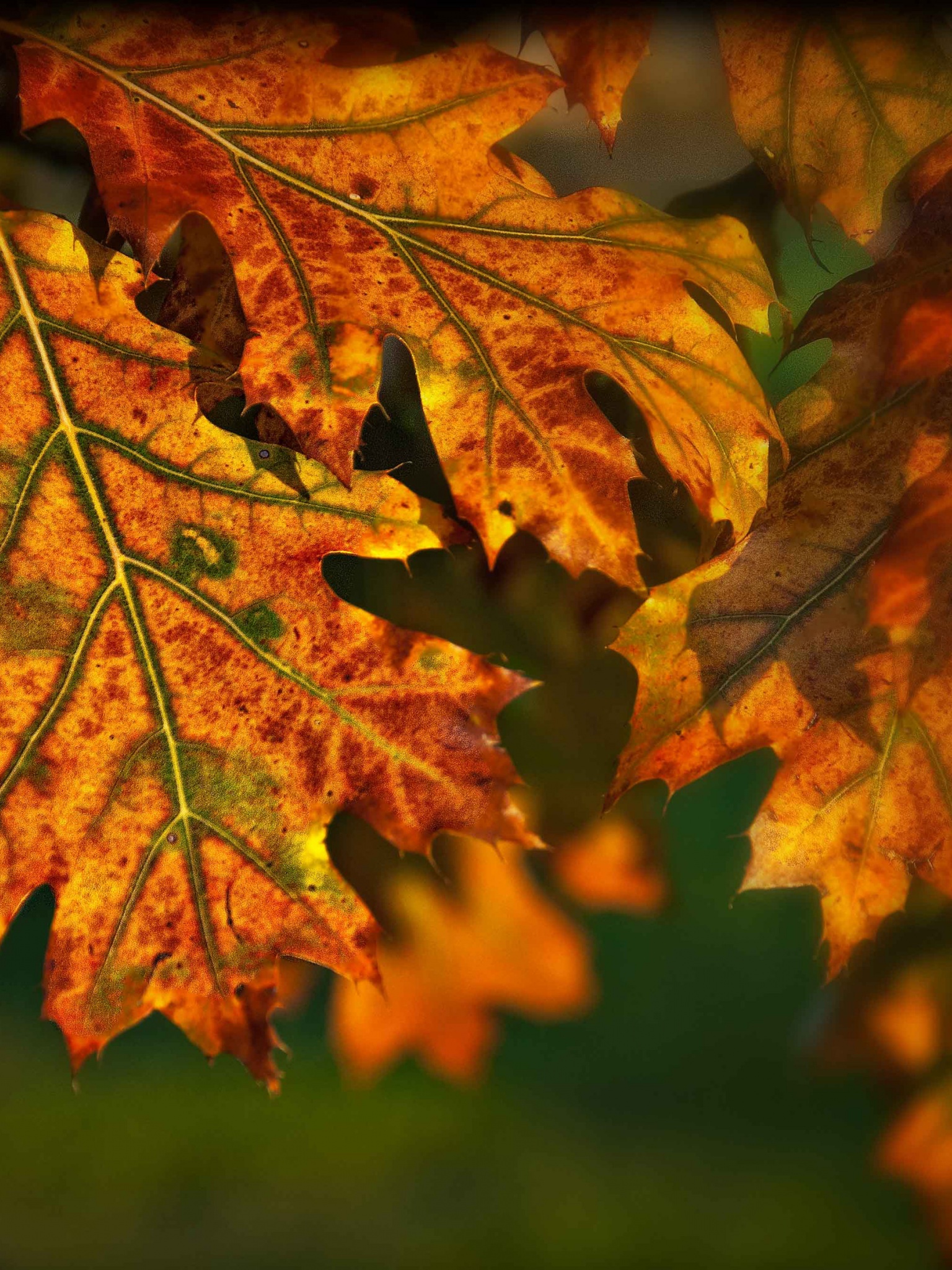 Autumn Leaves Illuminated By The Sun