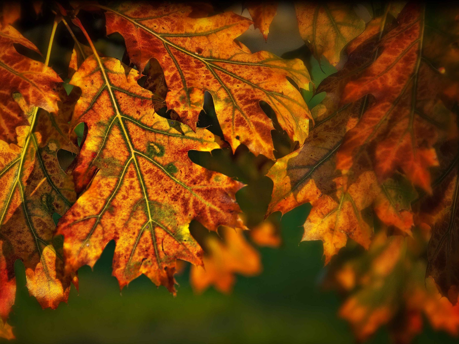 Autumn Leaves Illuminated By The Sun