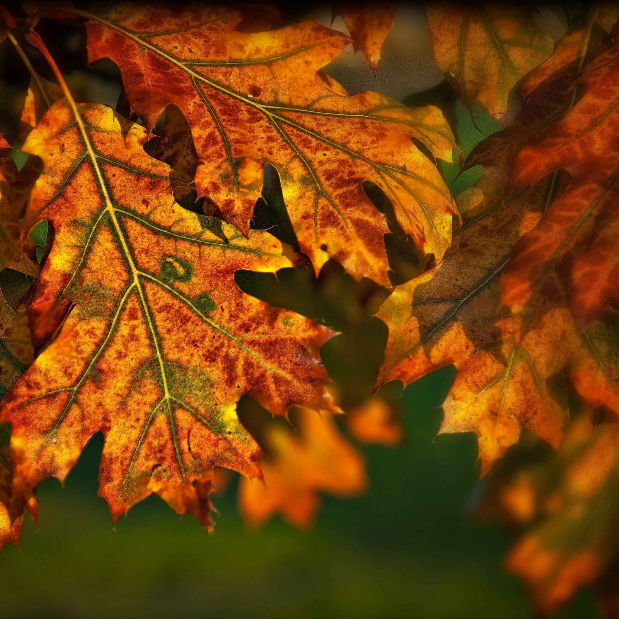 Autumn Leaves Illuminated By The Sun