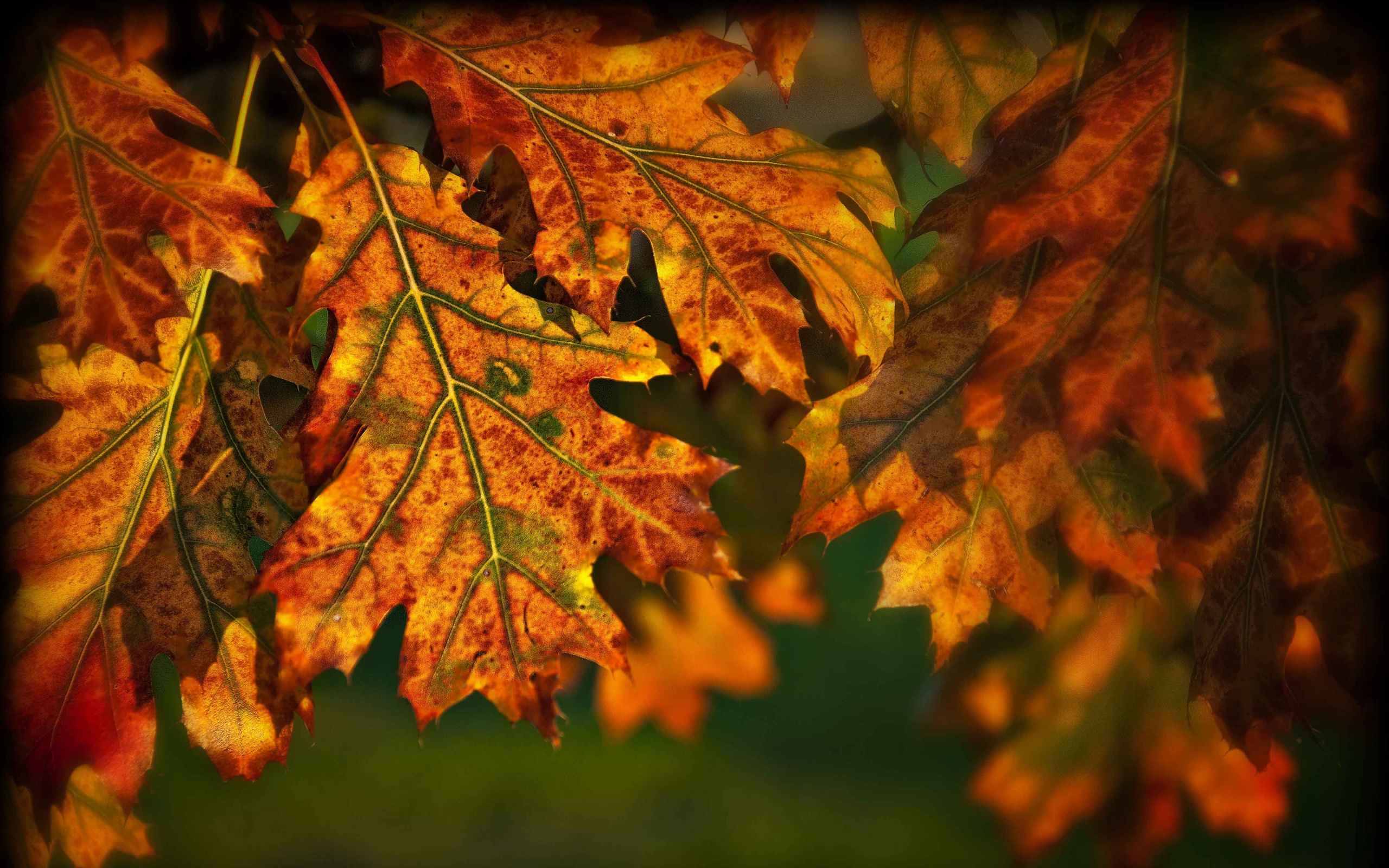 Autumn Leaves Illuminated By The Sun