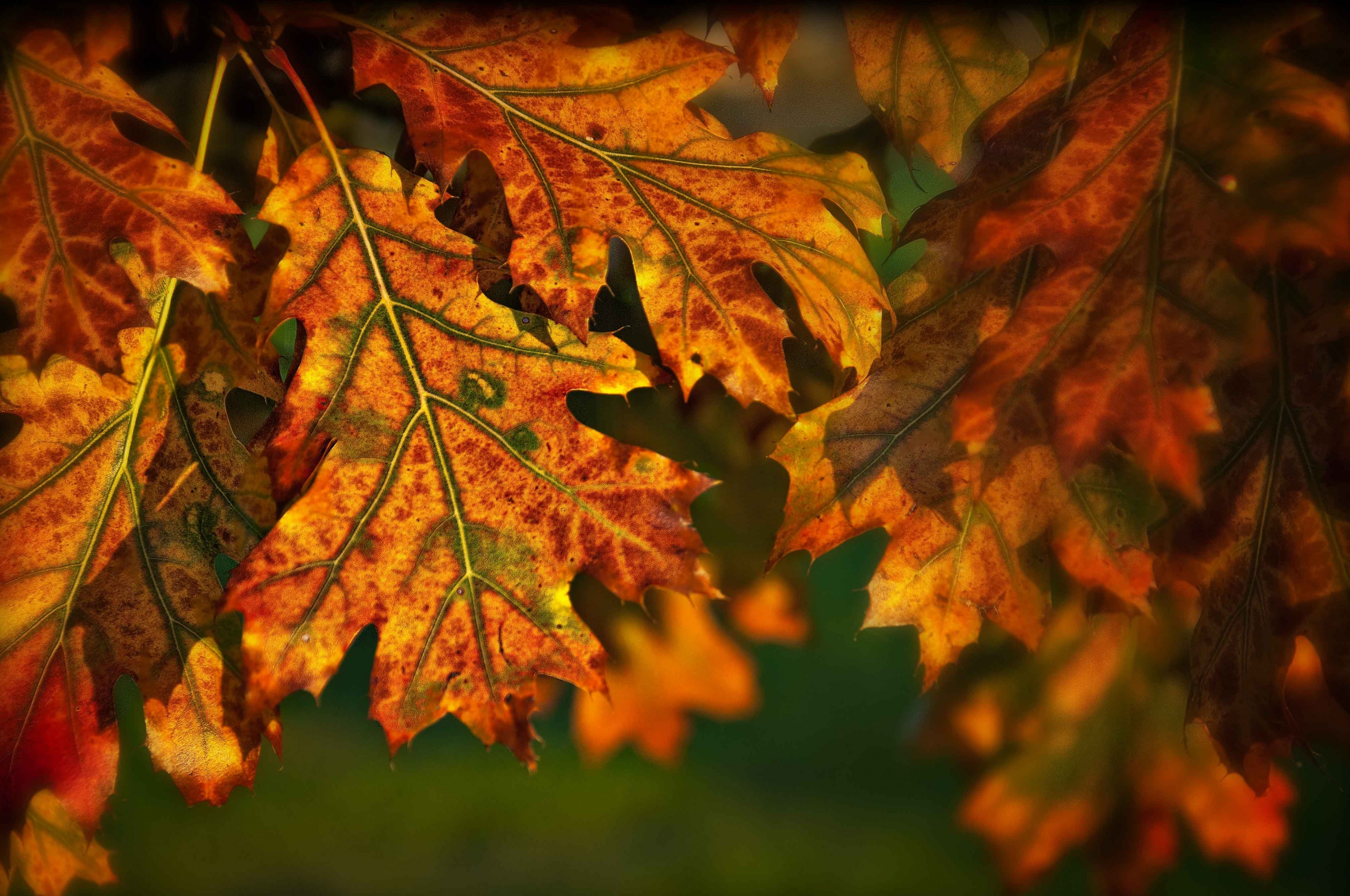 Autumn Leaves Illuminated By The Sun