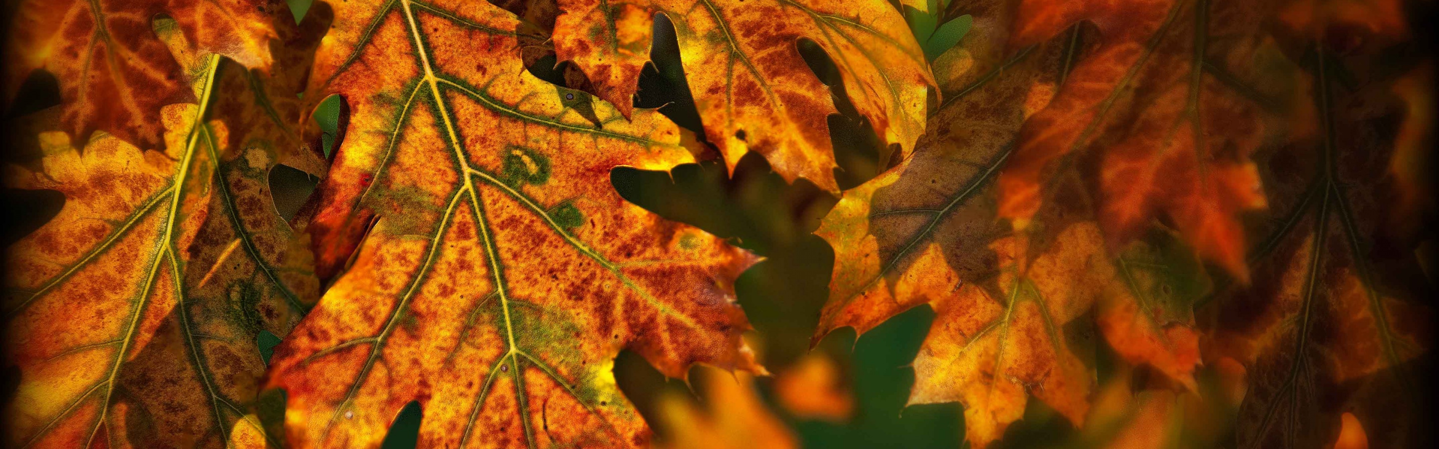 Autumn Leaves Illuminated By The Sun