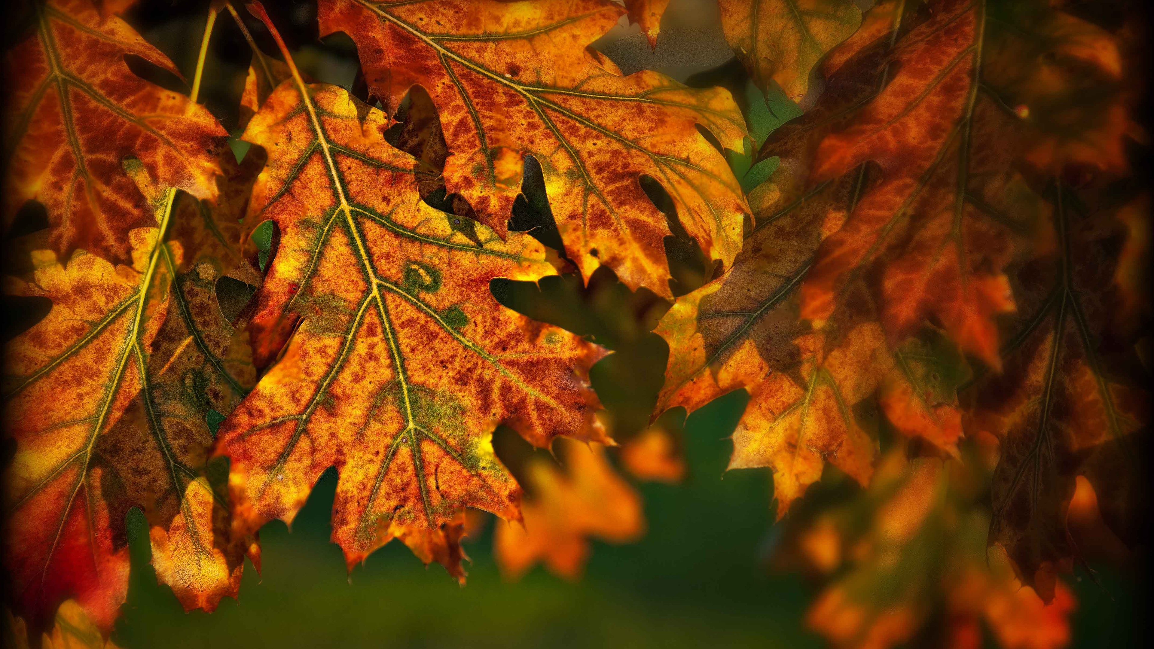 Autumn Leaves Illuminated By The Sun