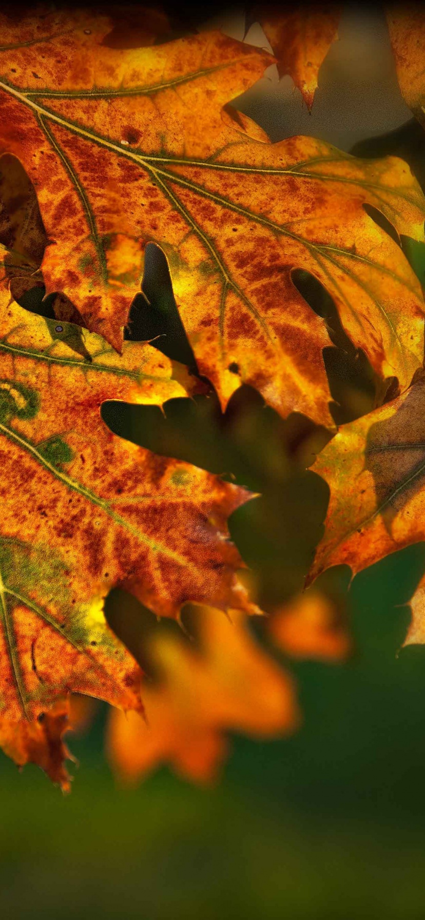 Autumn Leaves Illuminated By The Sun