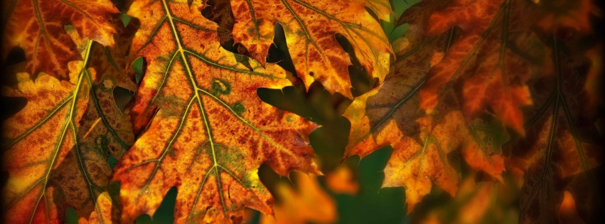 Autumn Leaves Illuminated By The Sun