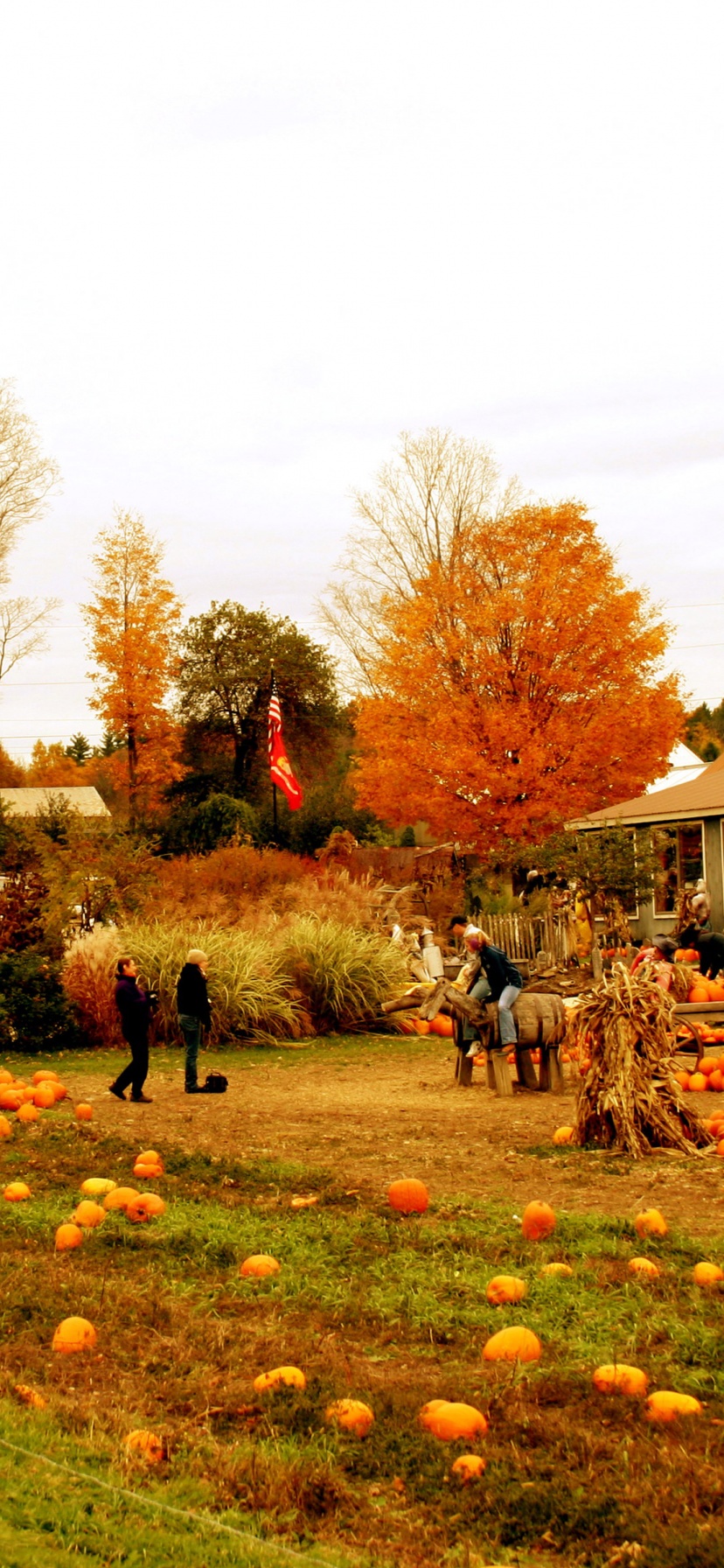 Autumn Pumpkin Festival