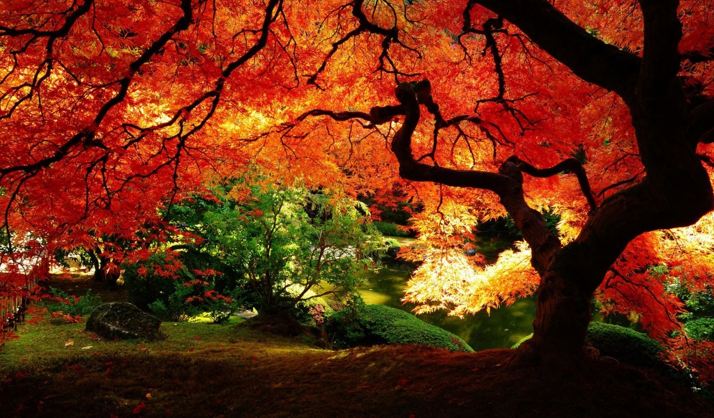 Autumn Tree Nature