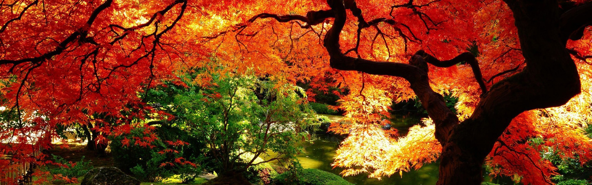 Autumn Tree Nature