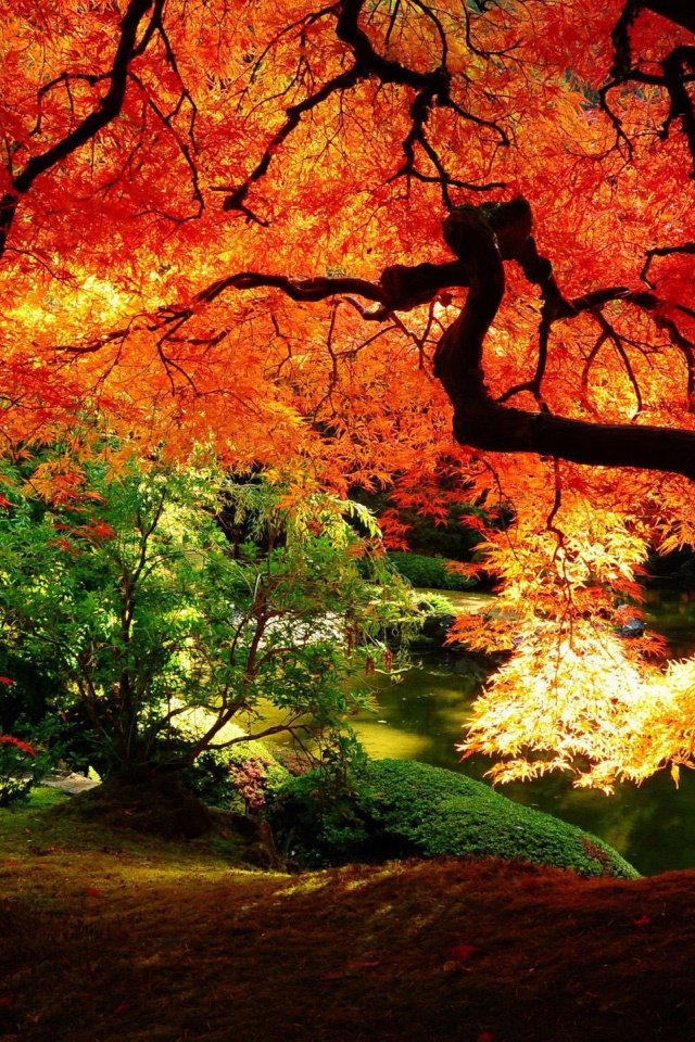 Autumn Tree Nature