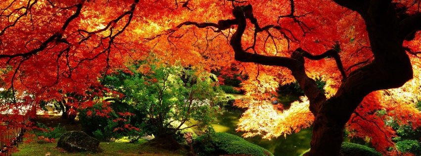 Autumn Tree Nature