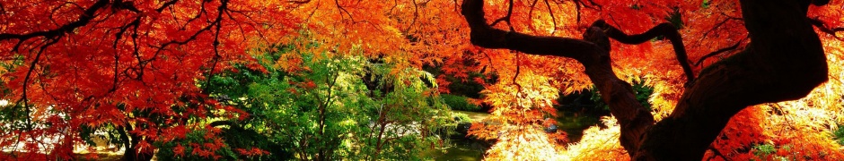 Autumn Tree Nature